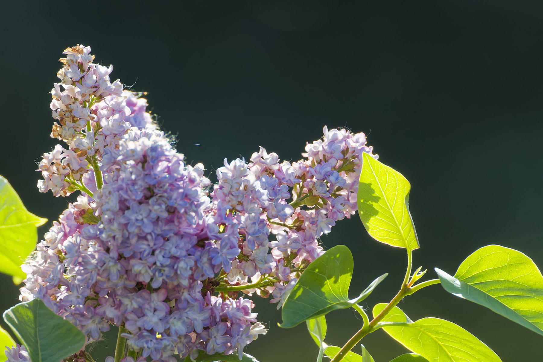 Blüte am Wegesrand