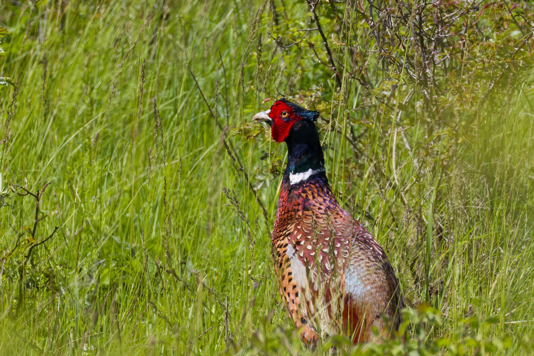 Fasan · Phasianus colchicus