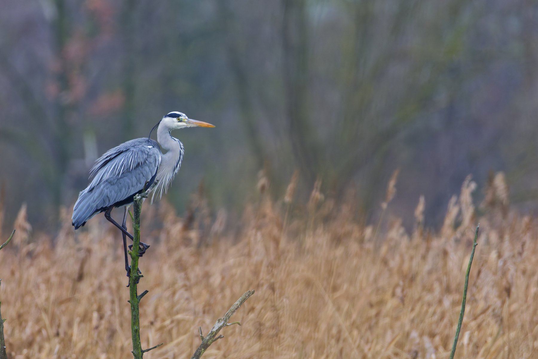 Graureiher · Ardea cinerea