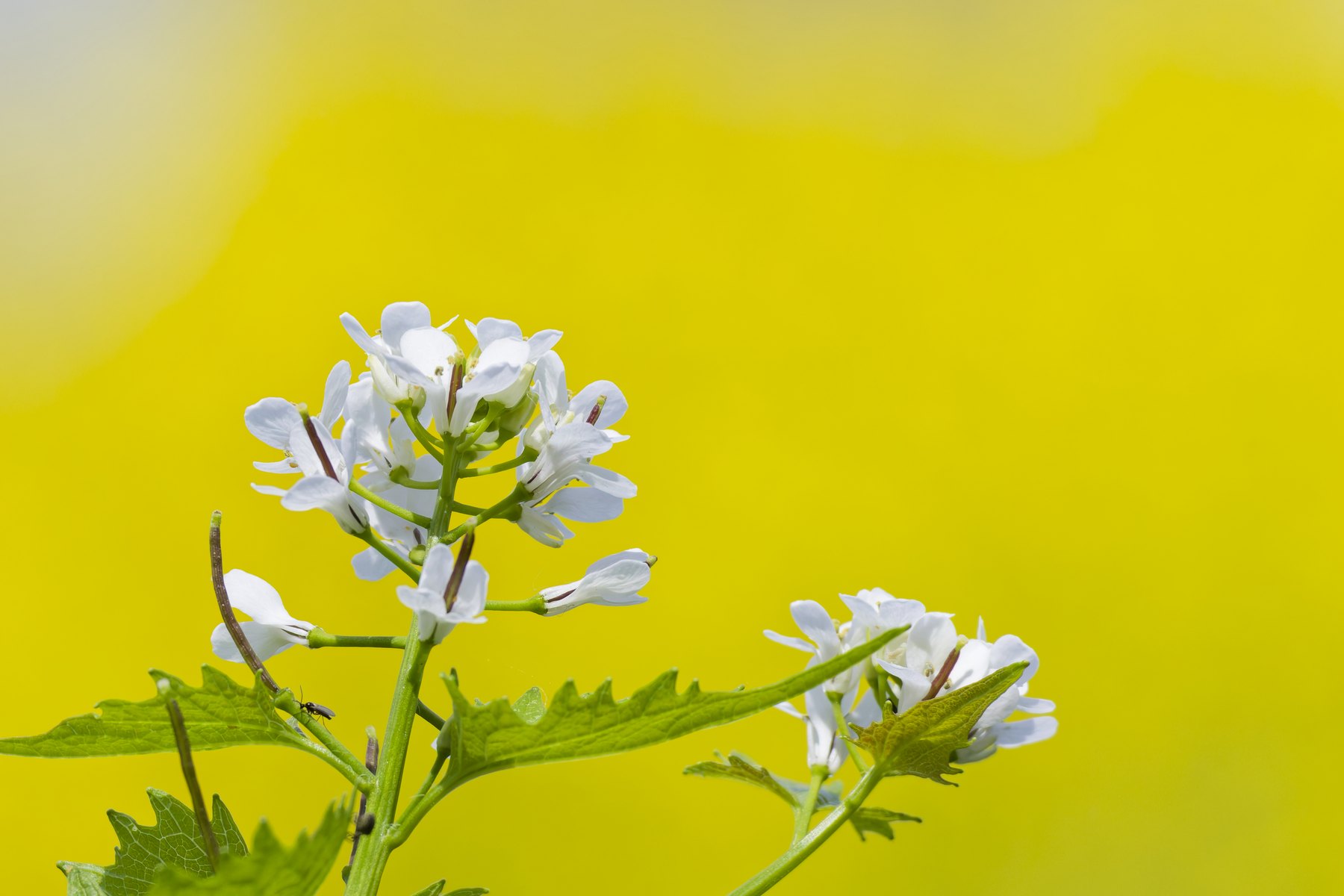 Blüte am Wegesrand