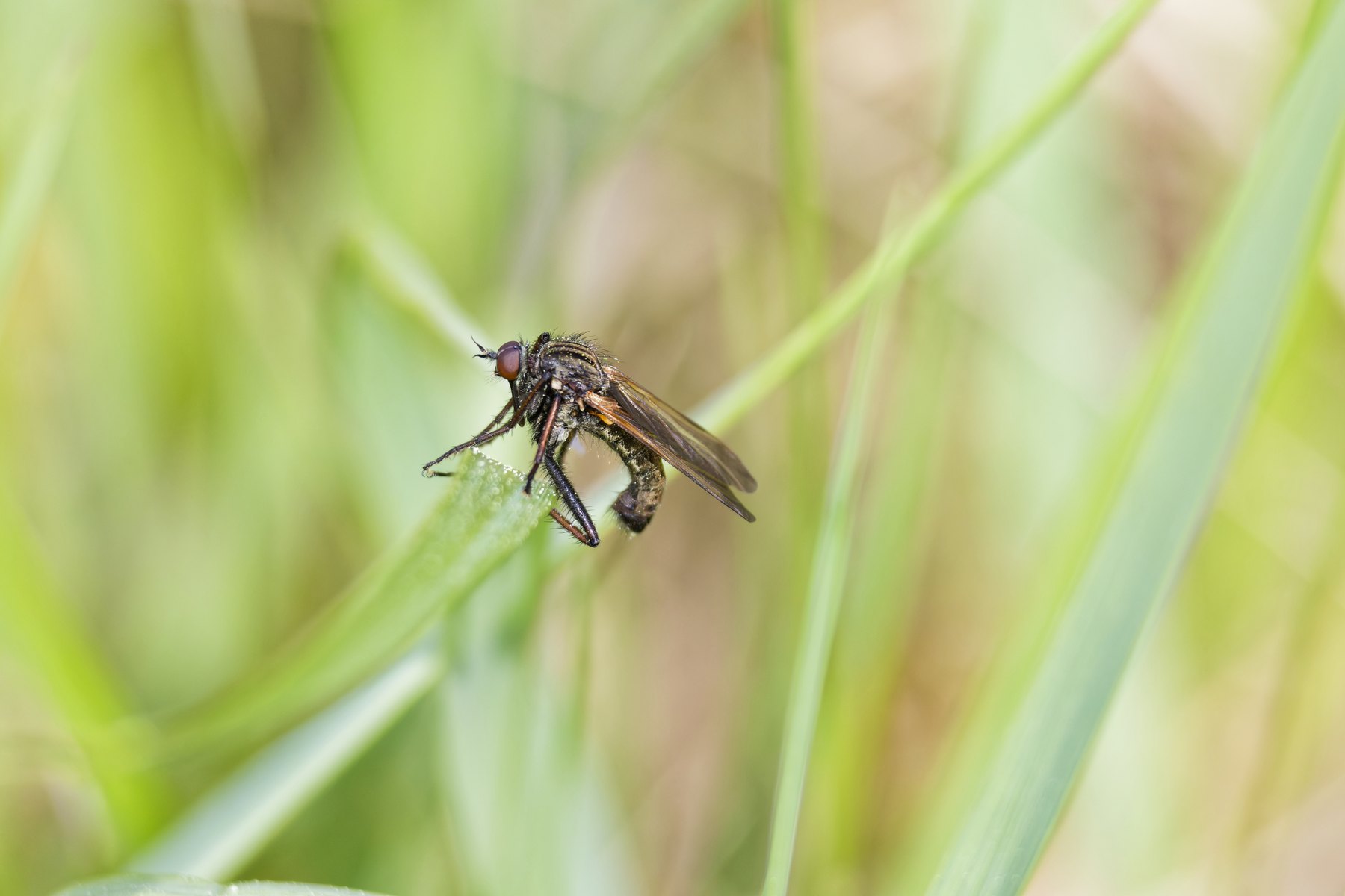 Insekten-Makro