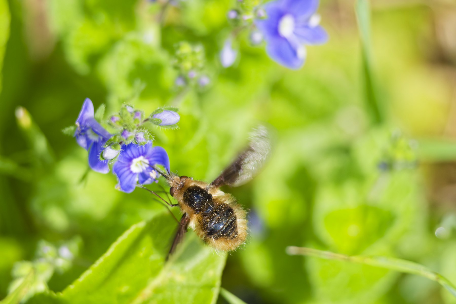 Insekten-Makro