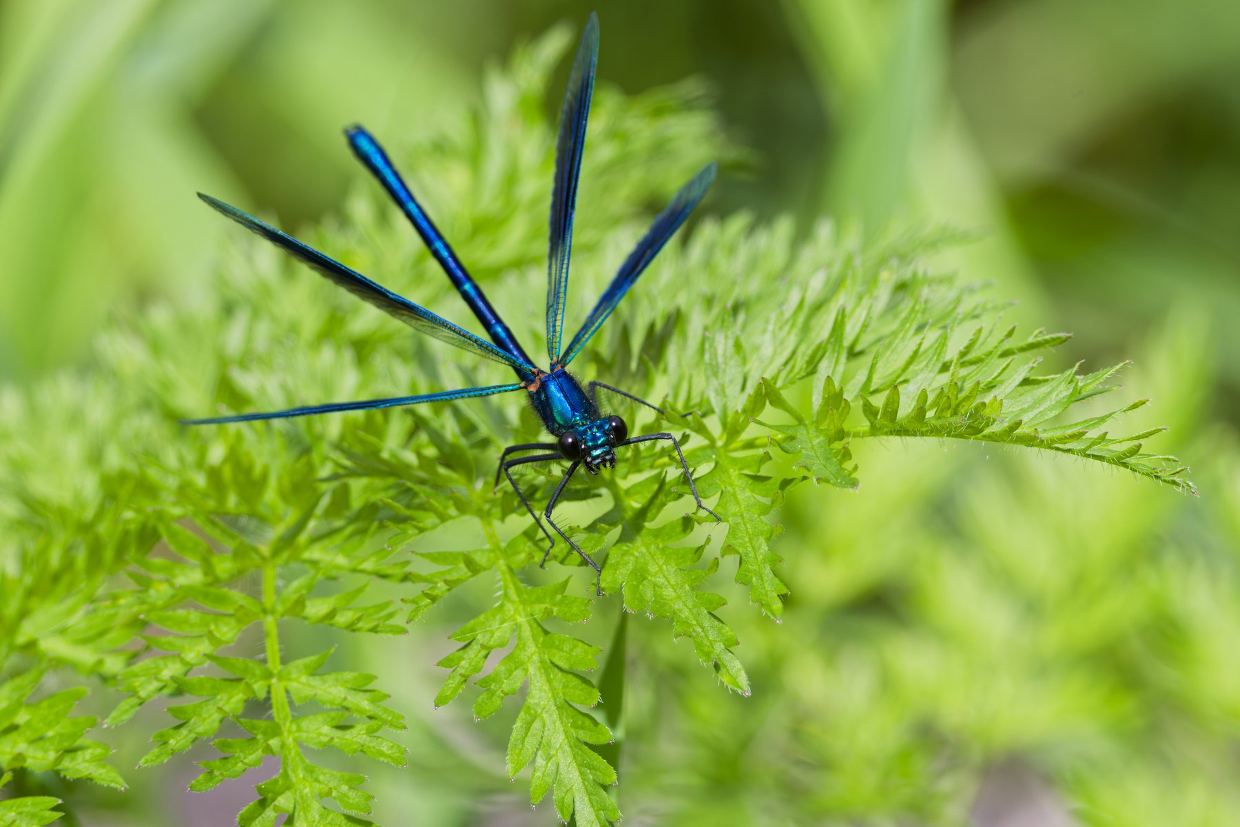 Insekten-Makro
