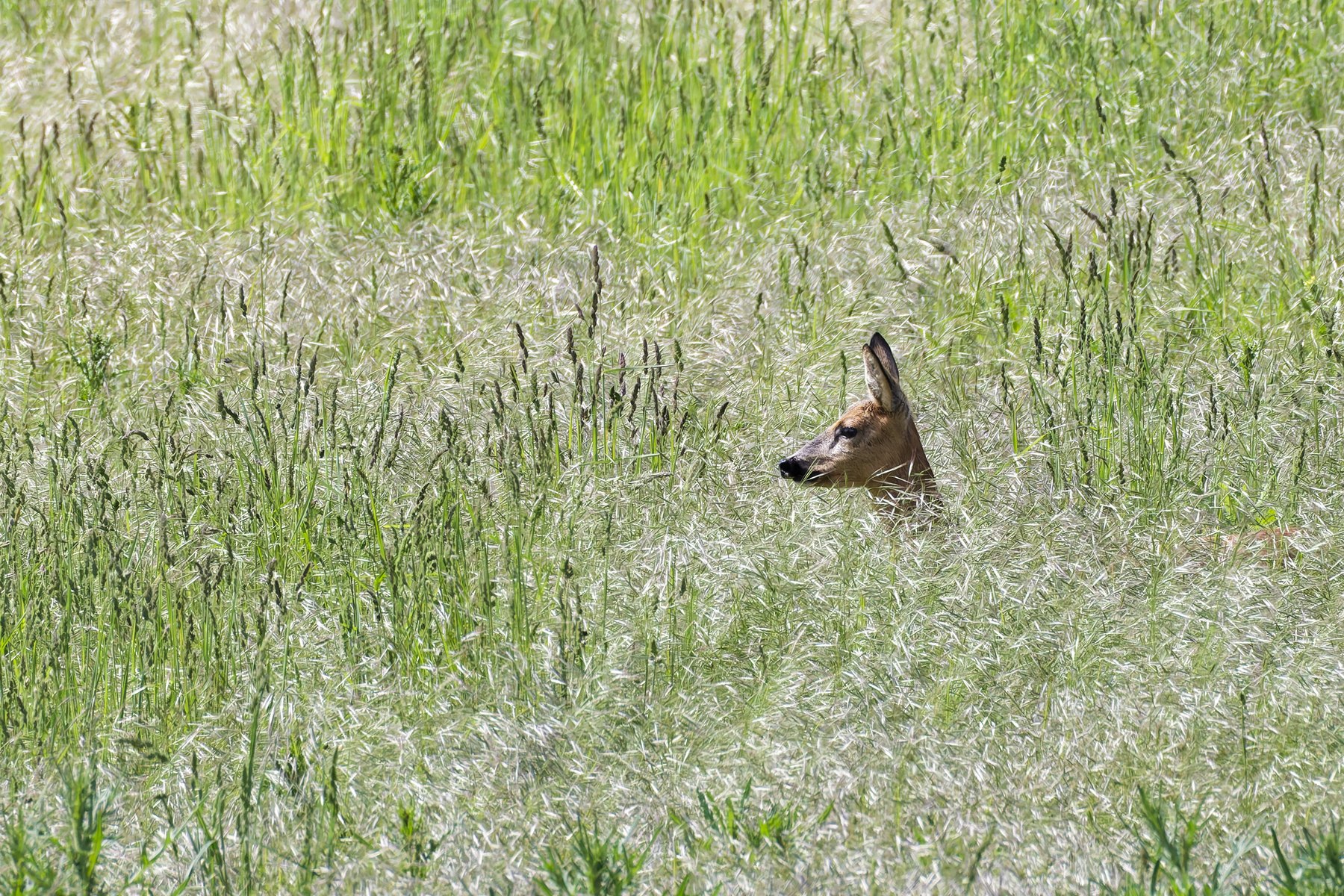 Reh · Capreolus capreolus