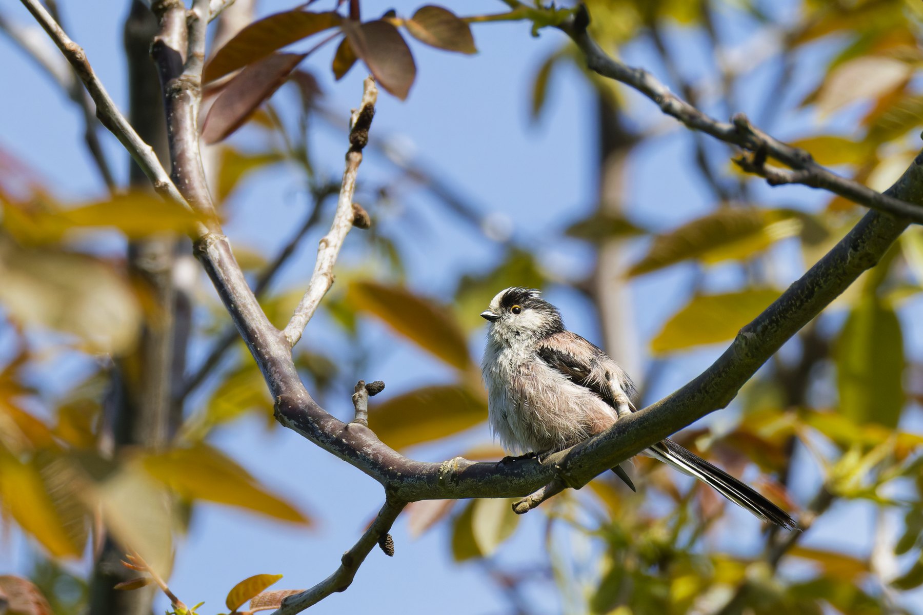 Schwanzmeise · Aegithalos caudatus