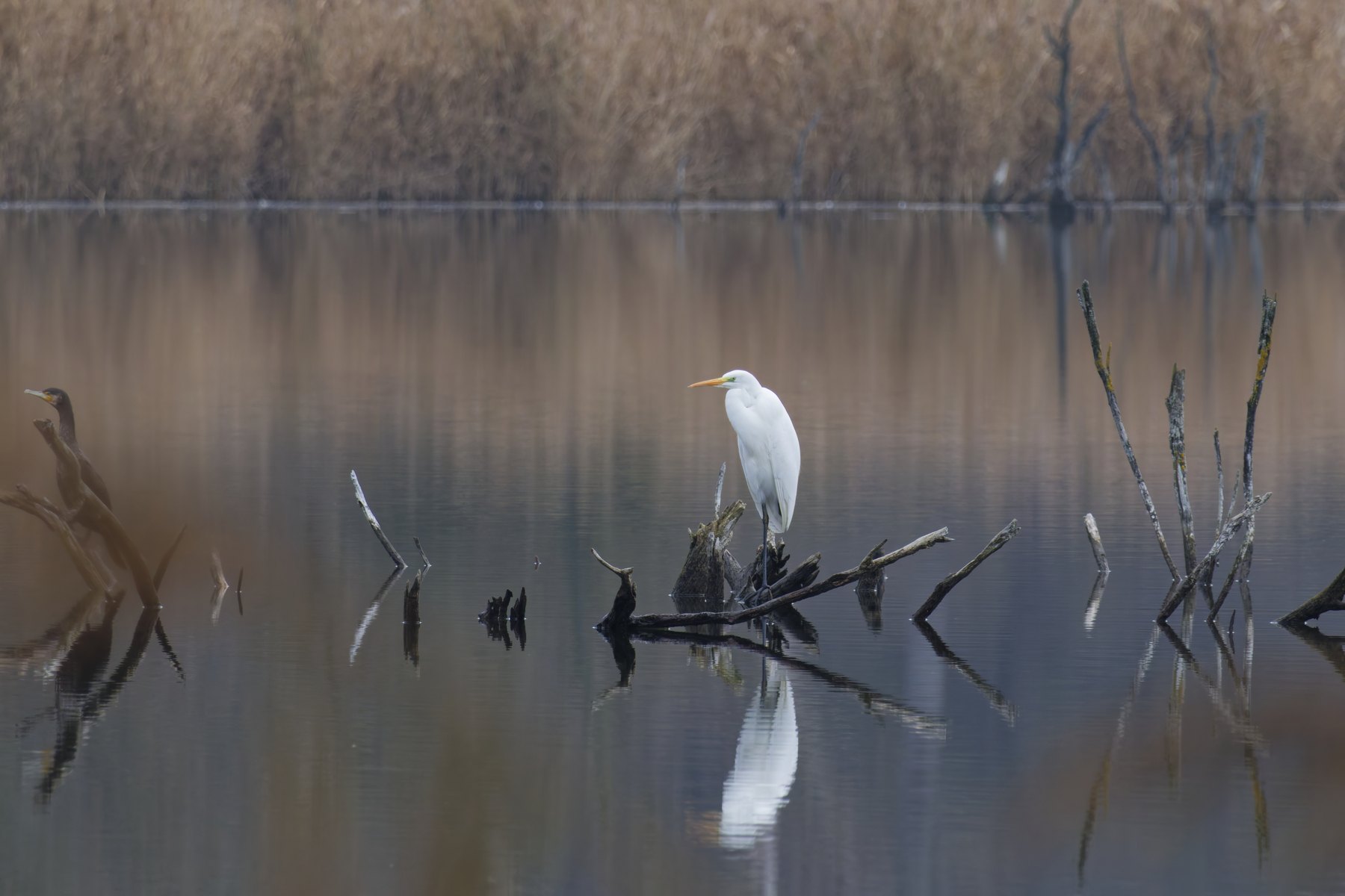 Silberreiher · Ardea alba